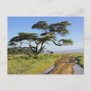 Postal Camino de tierra primitivo y árbol de acacia, Lago