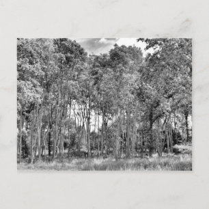 Postal Camino de Woodland