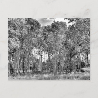 Postal Camino de Woodland