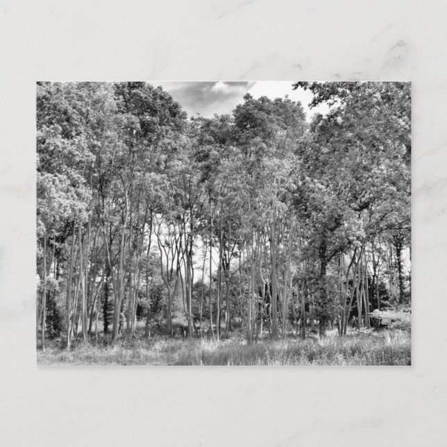 Postal Camino de Woodland (Anverso)