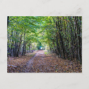 Postal Camino en el bosque de otoño, bosque de Saint Germ