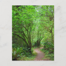 Postal Camino en el bosque de secuoya