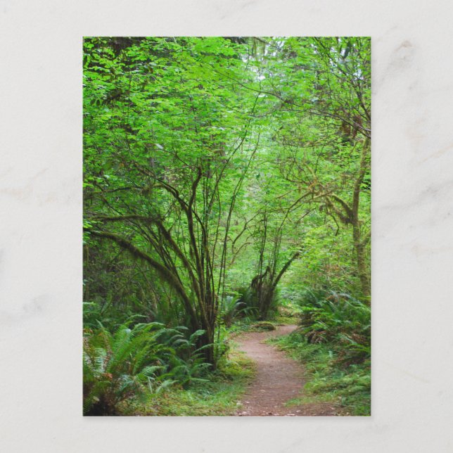 Postal Camino en el bosque de secuoya (Anverso)