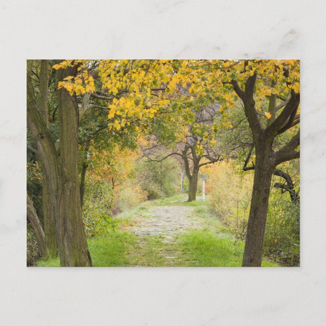 Postal Camino en otoño (Anverso)