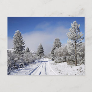 Postal Camino nevado y pinos, Cambrians, cerca de St