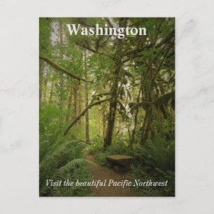 Postal Camino verde pacífico por el bosque Washington