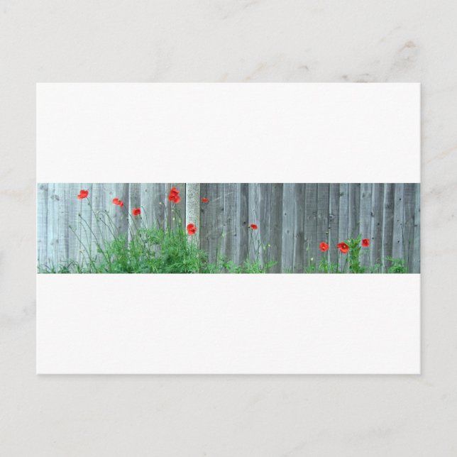 Postal Camionetas en la pared (Anverso)