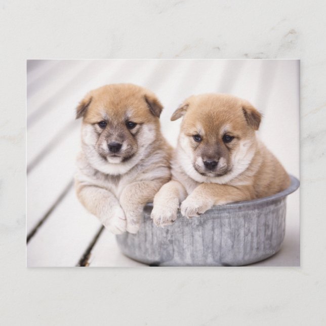 Postal Camionetas Shiba Inu en la bañera de aluminio (Anverso)