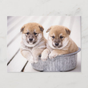 Postal Camionetas Shiba Inu en la bañera de aluminio