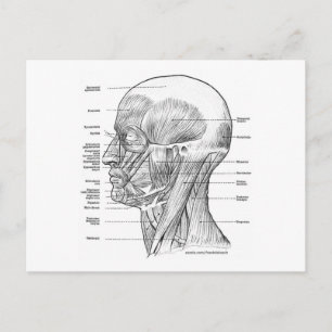POSTAL CAMISETAS Y REGALOS DE ANATOMÍA DE CABEZA Y CUELLO
