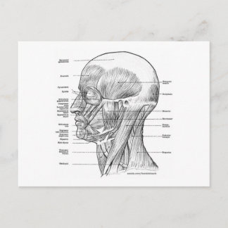 POSTAL CAMISETAS Y REGALOS DE ANATOMÍA DE CABEZA Y CUELLO