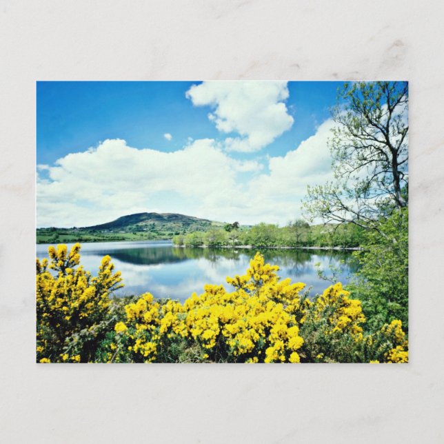 Postal Camlough Lough, County Down, flores de Irlanda (Anverso)