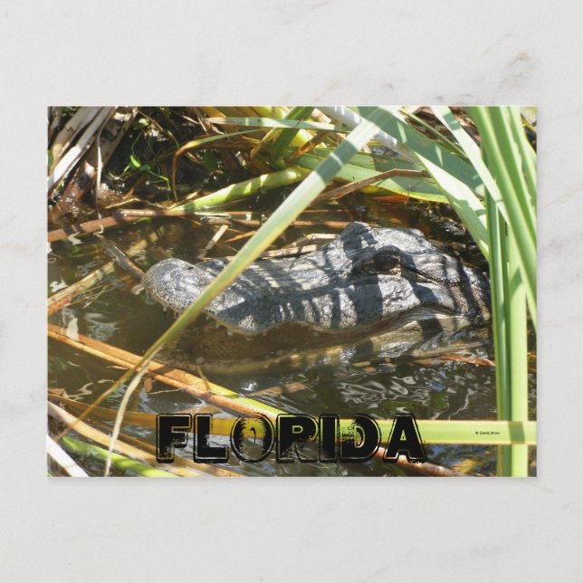 Postal Campamento de peces, Florida (Anverso)