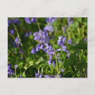 Postal Campanillas azules