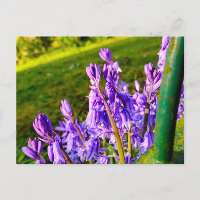 Postal Campanillas azules (Anverso)