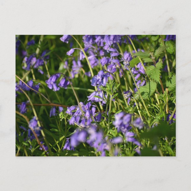 Postal Campanillas azules  (Anverso)