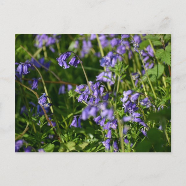 Postal Campanillas azules  (Anverso)