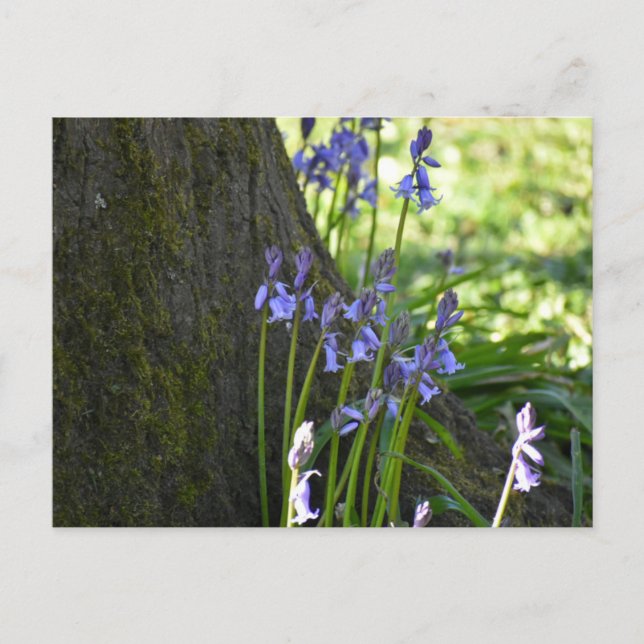 Postal Campanillas azules  (Anverso)