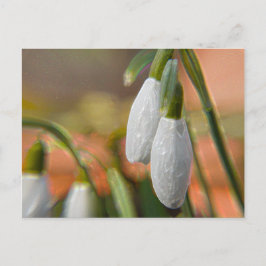 Postal Campanillas de invierno
