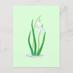 Postal Campanillas de invierno (Galanthus nivalis) Flores