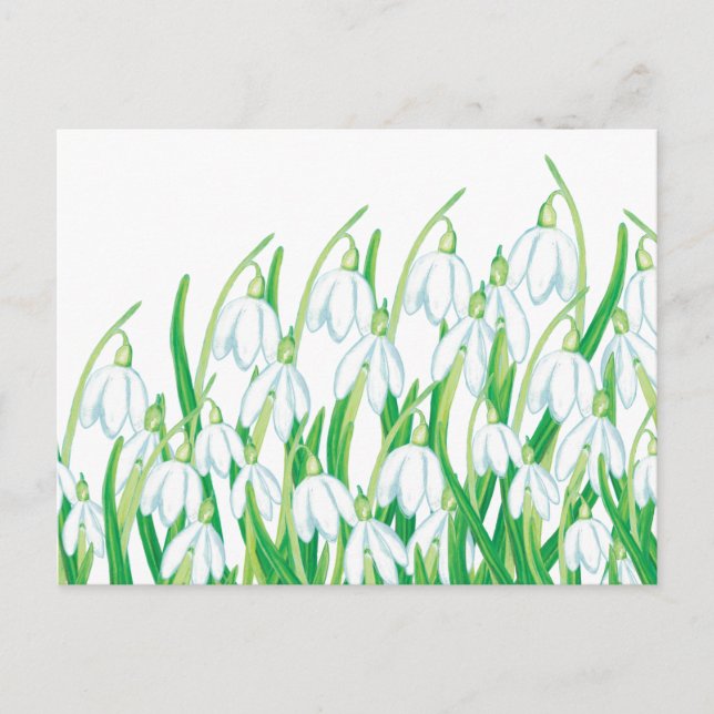Postal Campanillas de primavera  (Anverso)