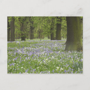 Postal Campanillas y Robles en Primavera, Little Hagley