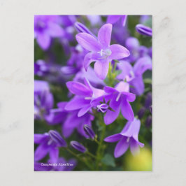 Postal Campanula Alpenblue [Postcard]