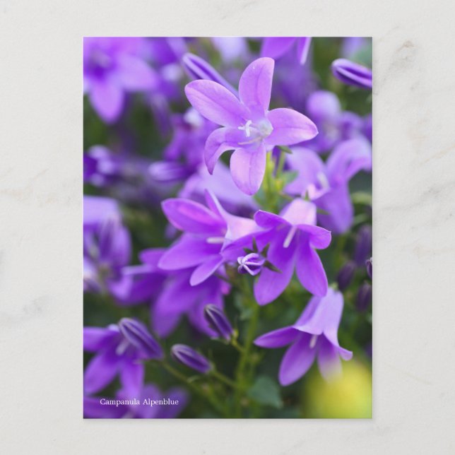 Postal Campanula Alpenblue [Postcard] (Anverso)