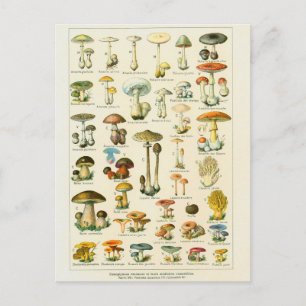 Postal campeones de ilustracion dangeureux