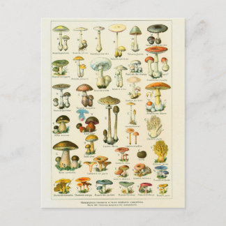 Postal campeones de ilustracion dangeureux