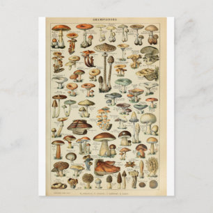 Postal Campeones diccionarios del ilustracion