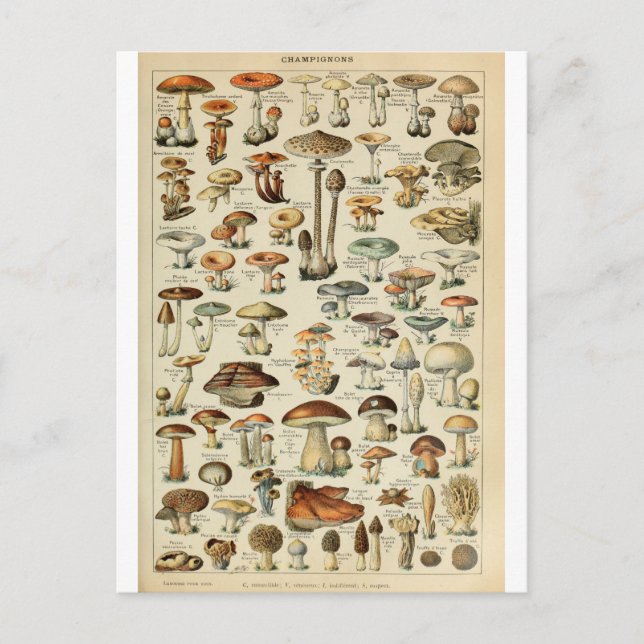 Postal Campeones diccionarios del ilustracion (Anverso)