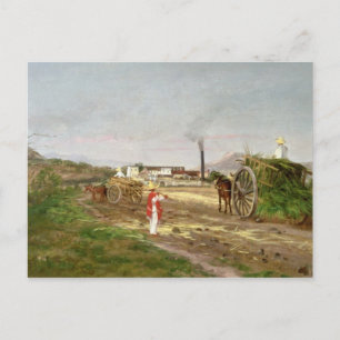 Postal Campesinos recolectando caña de azúcar