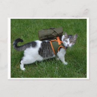 Postal Camping Kitty
