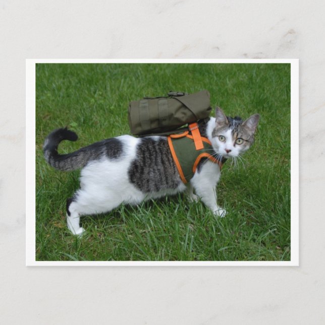 Postal Camping Kitty (Anverso)