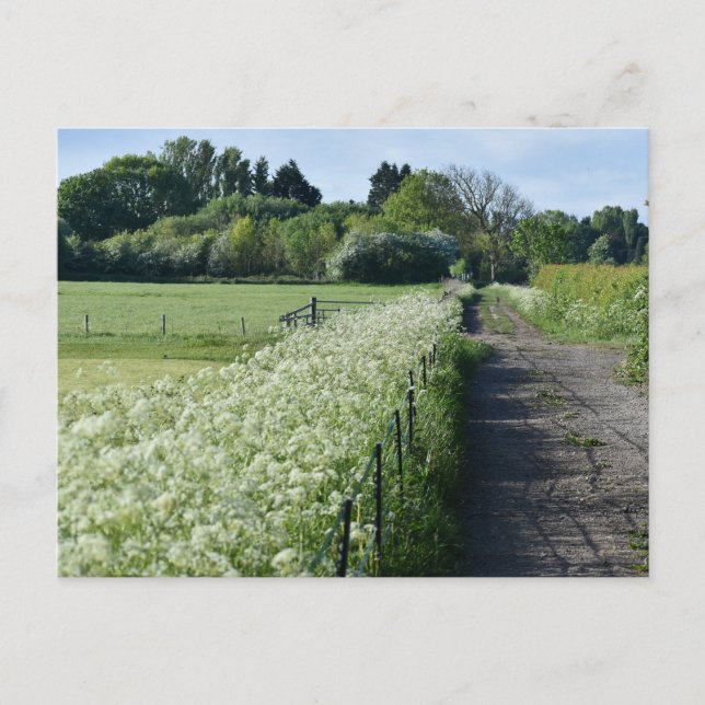 Postal Campo (Anverso)