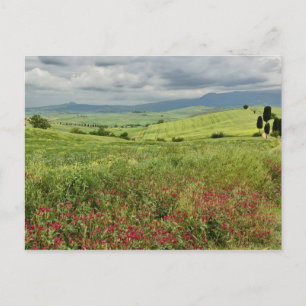Postal Campo agrícola, región de Toscana, Italia.