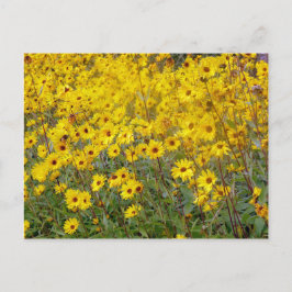 Postal Campo alegre de flores amarillas