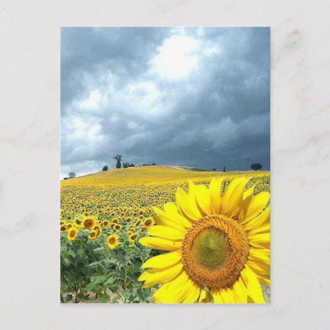 Postal Campo amarillo (Anverso)