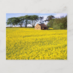 Postal campo amarillo de colza amarilla en North Yorkshir