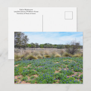 Postal Campo Bluebonnet, Austin, Texas