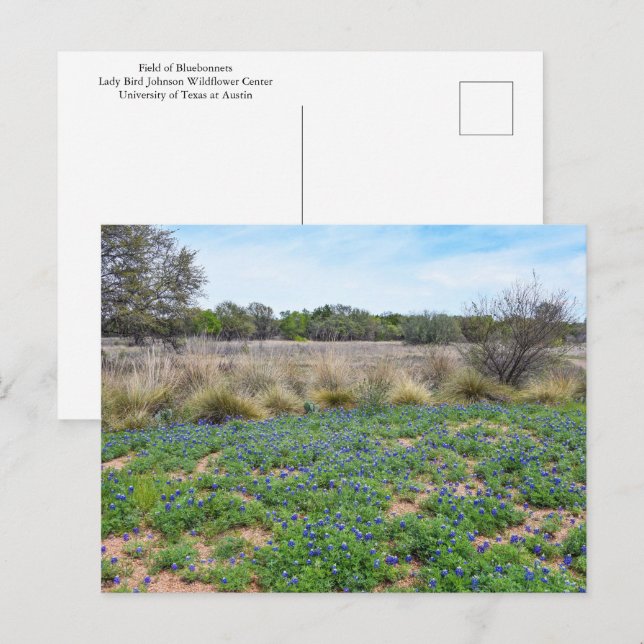 Postal Campo Bluebonnet, Austin, Texas (Anverso / Reverso)