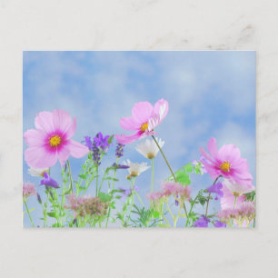 Postal Campo cielo azul de flores silvestres Pastel Flora