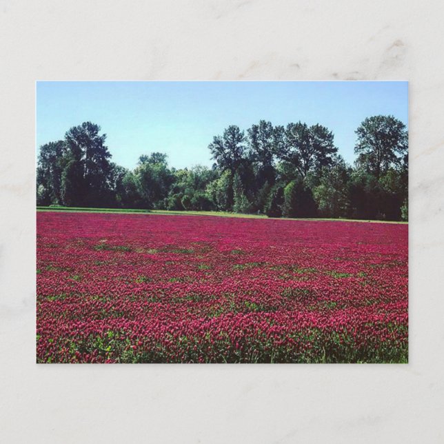 Postal Campo Crimson Clover (Anverso)