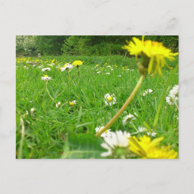 Postal Campo danés (Anverso)