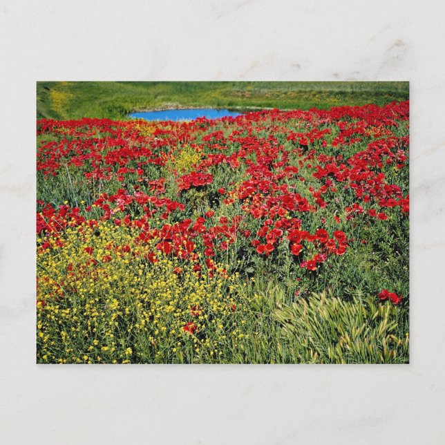 Postal Campo de adormidera, Atlas Medio, flores de Marrue (Anverso)