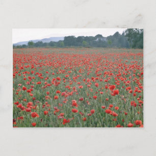 Postal Campo de adormidera roja, flores de Kent, Inglater