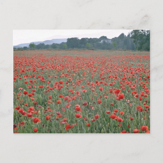 Postal Campo de adormidera roja, flores de Kent, Inglater (Anverso)