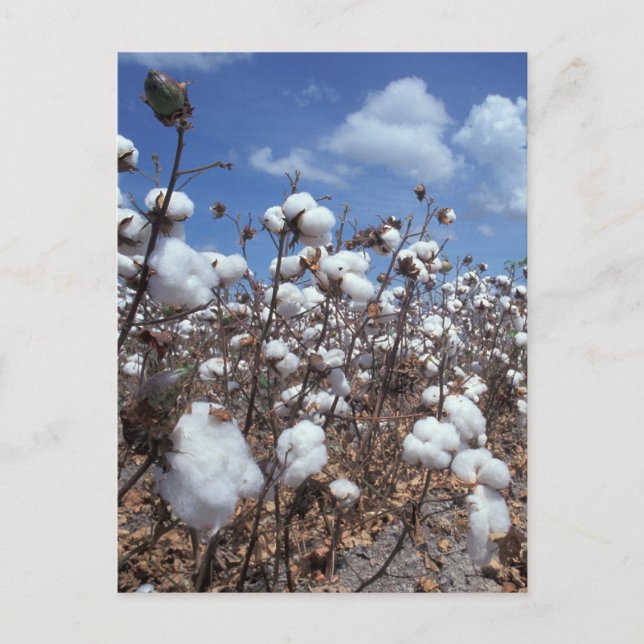 Postal Campo de algodón (Anverso)