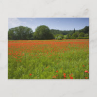 Campo de amapola, Chiusi (Italia)